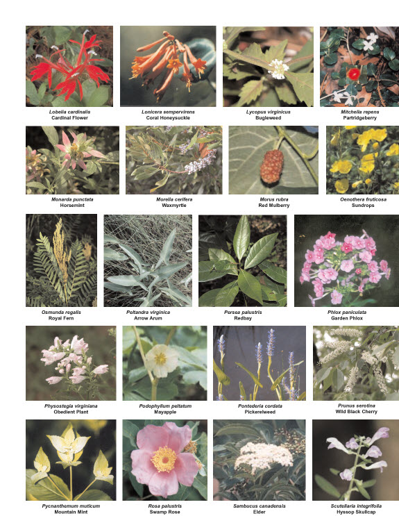 Native Plants for Southeast VA