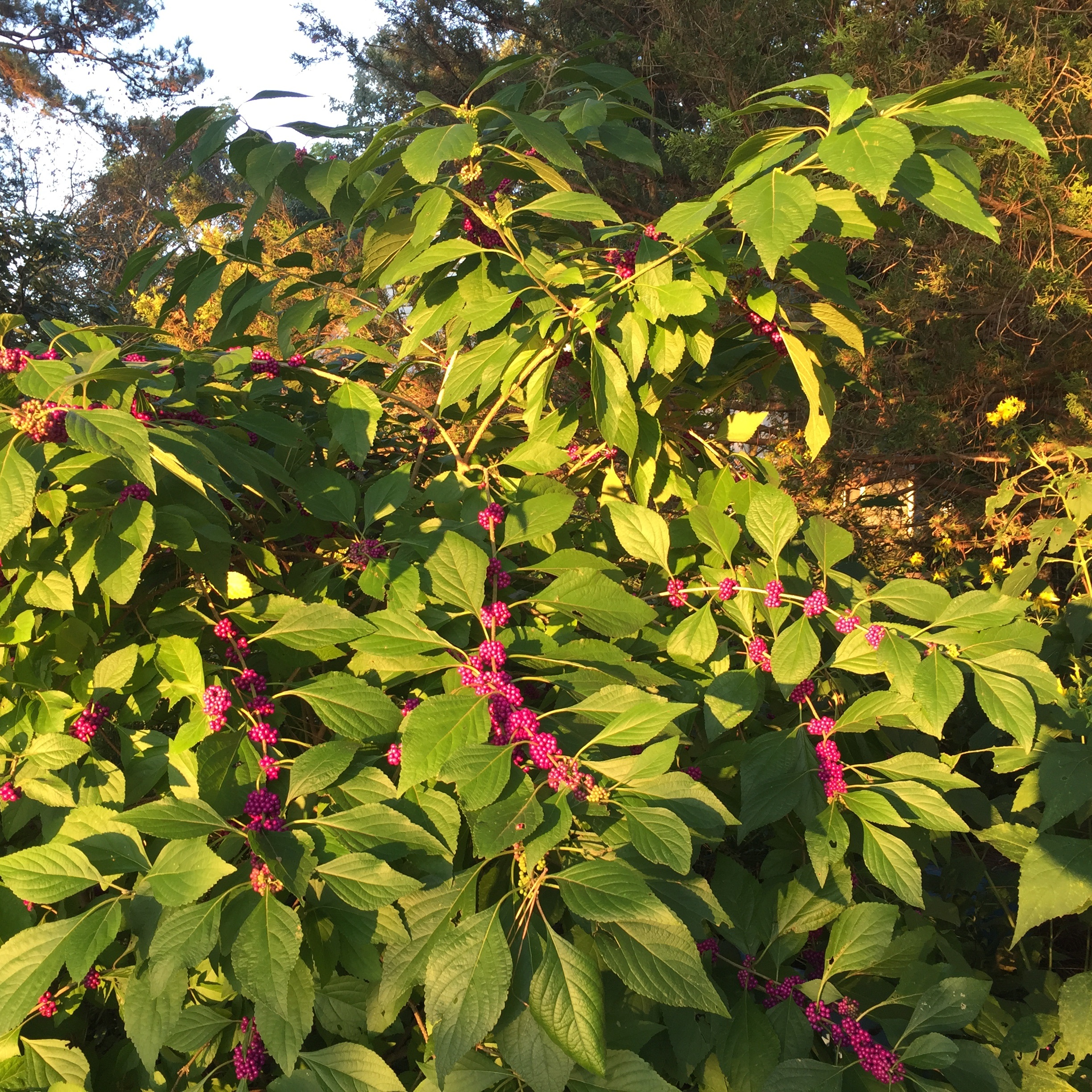 Callicarpa americana (Verbenaceae) – Beautyberry