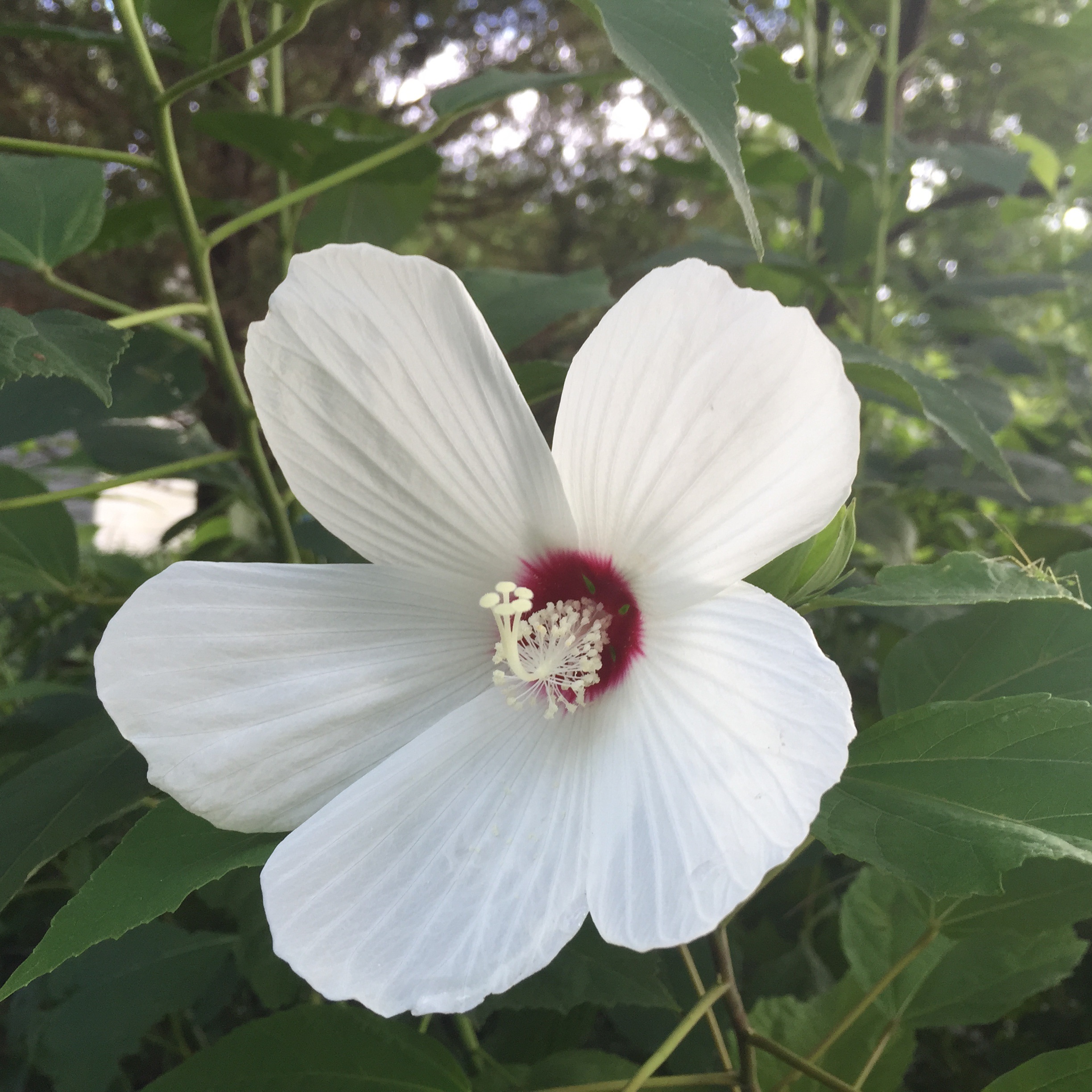 Hibiscus moscheutos (Malvaceae) – Rose Mallow Flower