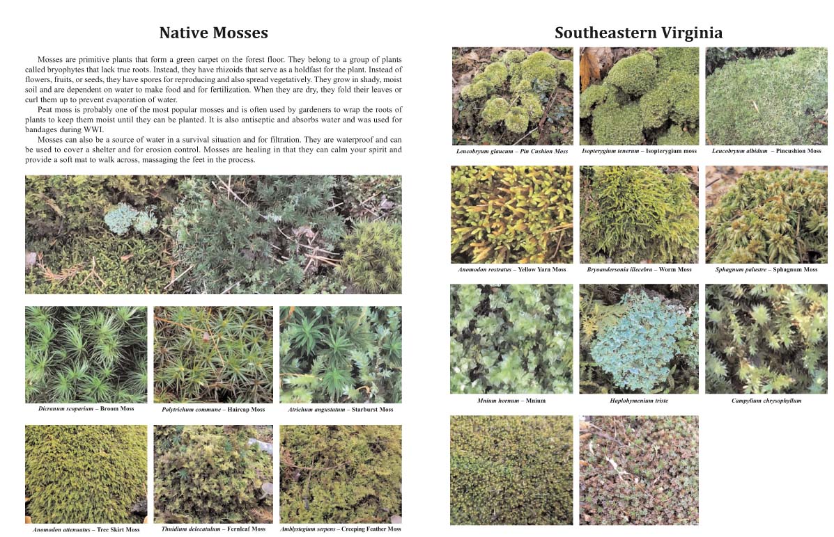 Native Mosses