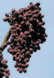 Winged Sumac (Rhus copallinum)