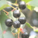 Black Cherries