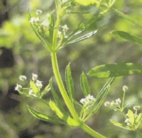 Cleavers, Bedstraw
