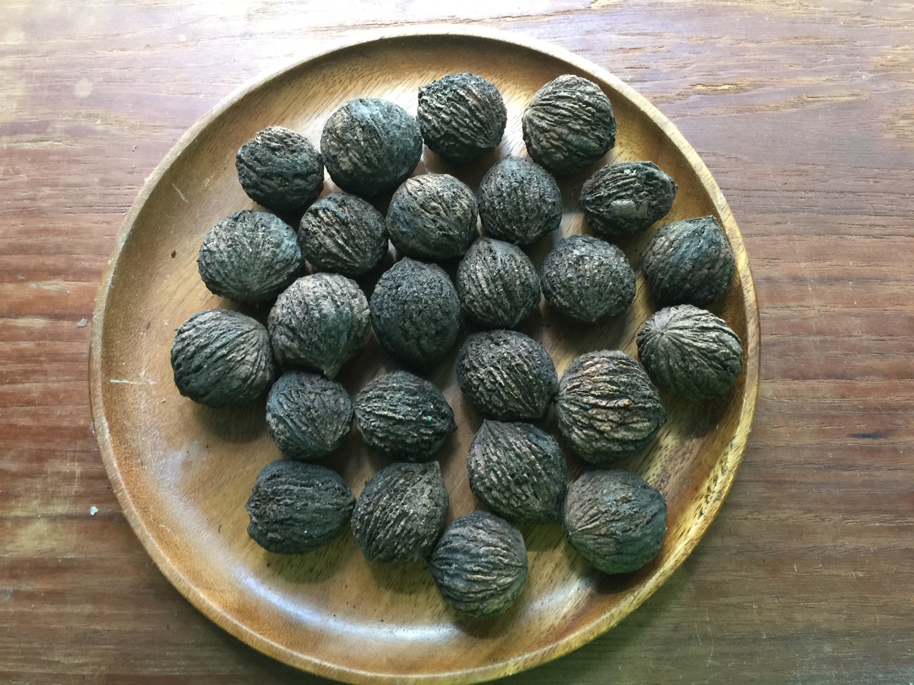 black walnuts at Wild Woods Farm