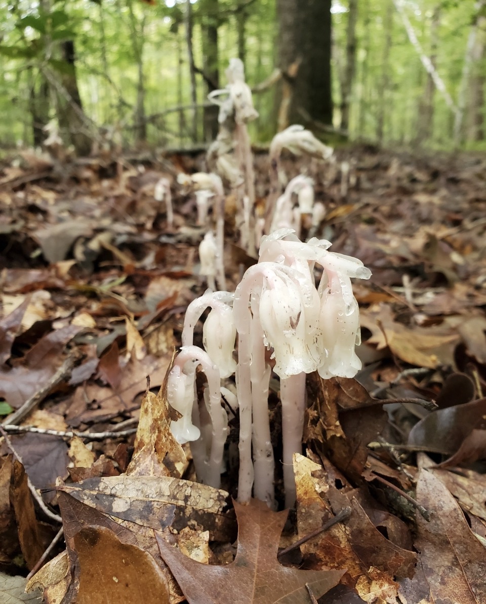 Indian pipe at Wild Woods Farm